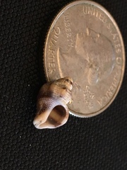 Acanthinucella spirata