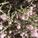 Guichenotia apetala - Photo (c) Loxley Fedec,  זכויות יוצרים חלקיות (CC BY-NC), הועלה על ידי Loxley Fedec