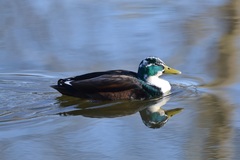 Anas platyrhynchos domesticus