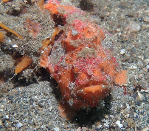 Antennarius pictus