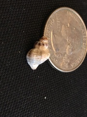 Acanthinucella spirata