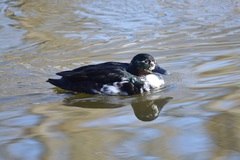 Anas platyrhynchos domesticus