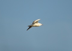 Chroicocephalus ridibundus