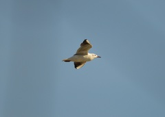 Chroicocephalus ridibundus