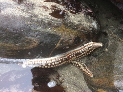 Meyenaster gelatinosus