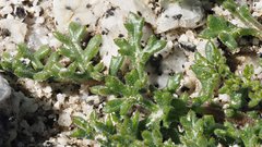 Gilia stellata