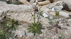 Gilia stellata