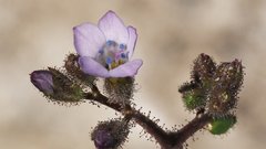 Gilia stellata