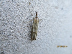 Thisanotia chrysonuchella