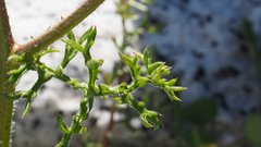Gilia stellata
