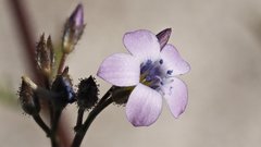 Gilia stellata