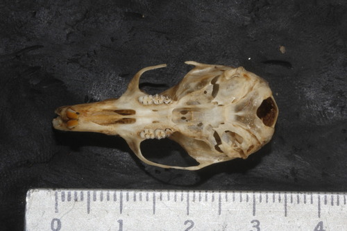 Aztec Deermouse