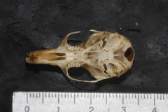 Peromyscus aztecus