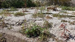 Gilia stellata