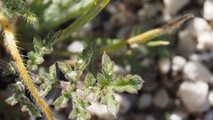 Gilia stellata