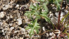 Gilia stellata