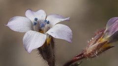 Gilia stellata