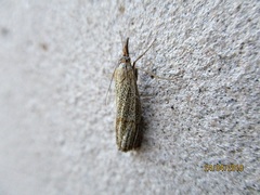 Thisanotia chrysonuchella