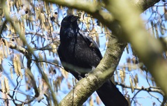 Corvus corone