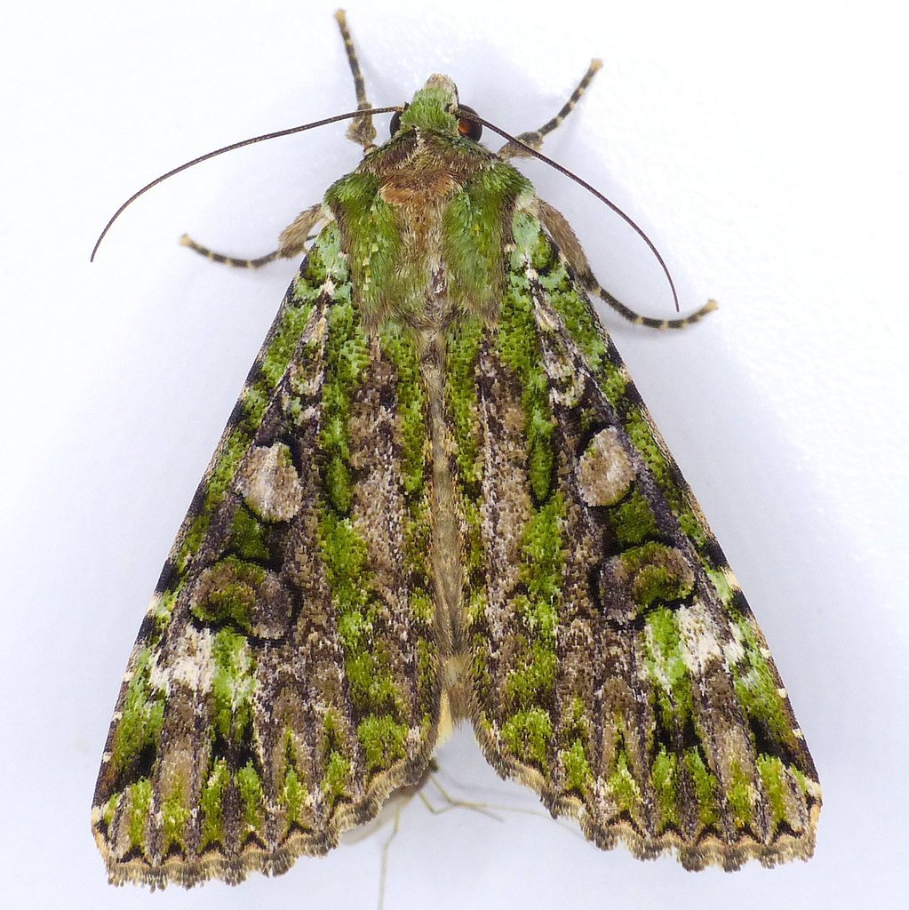 Noctuina
