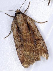 Eueretagrotis attentus