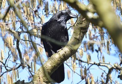 Corvus corone
