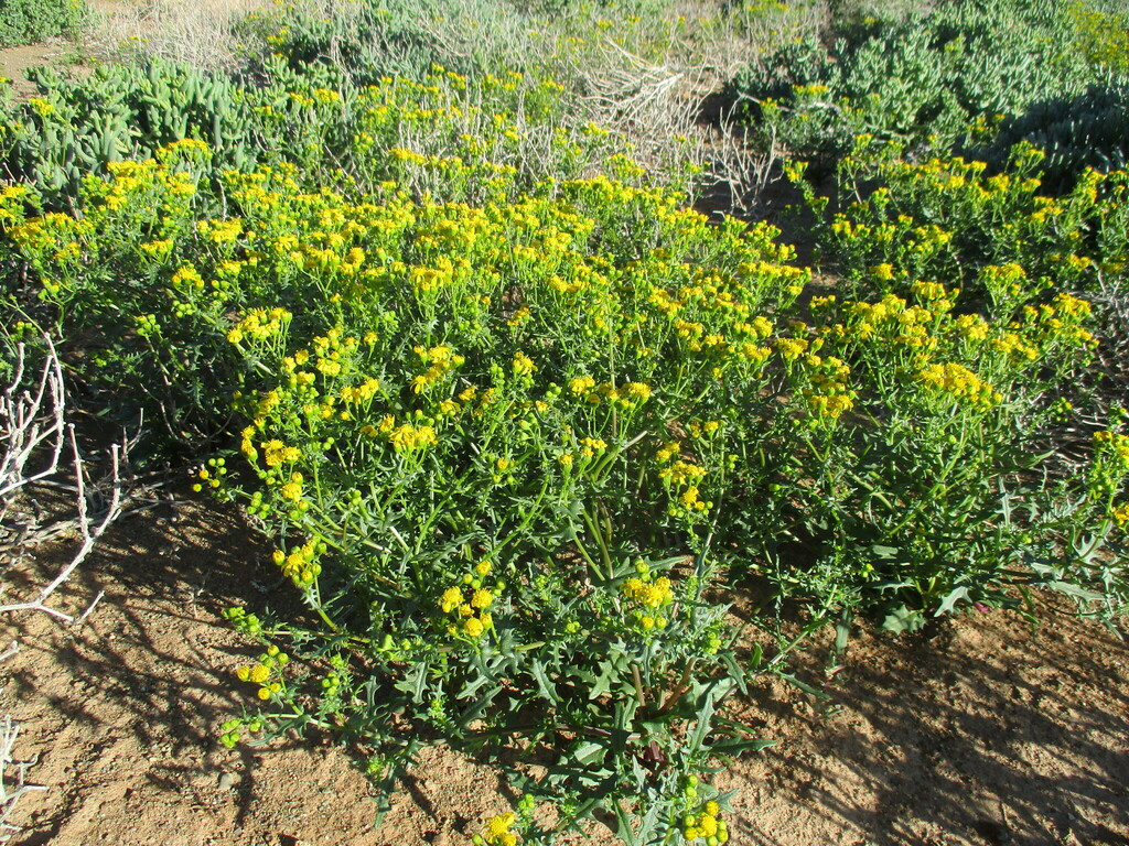 Senecio from Karas Region, Namibia on September 6, 2023 at 08