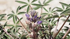 Lupinus concinnus
