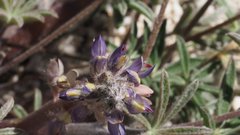 Lupinus concinnus