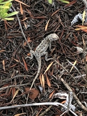 Sceloporus cozumelae