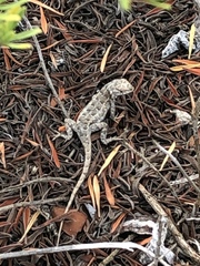 Sceloporus cozumelae