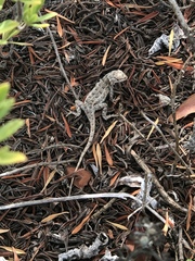 Sceloporus cozumelae