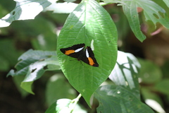Adelpha cocala lorzae