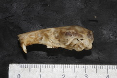 Peromyscus aztecus
