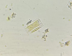 Fragilaria