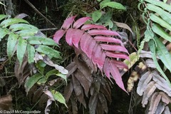 Blechnum cordatum
