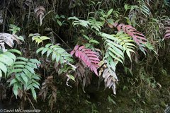 Blechnum cordatum
