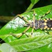 Zelus armillatus - Photo (c) alessandradalia, μερικά δικαιώματα διατηρούνται (CC BY-SA), uploaded by alessandradalia