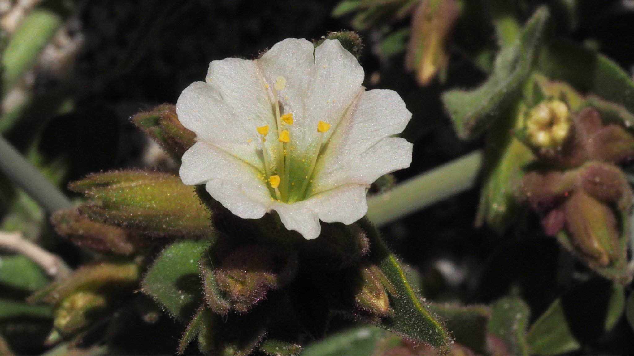 Mirabilis tenuiloba