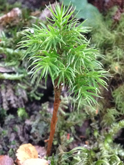 Dendroligotrichum dendroides