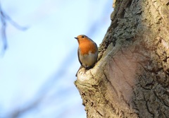Erithacus rubecula