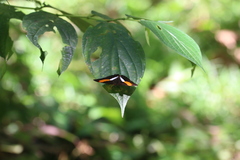 Adelpha cocala lorzae
