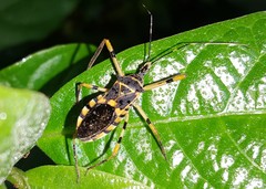 Zelus armillatus