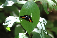 Adelpha cocala lorzae