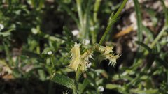 Pectocarya platycarpa