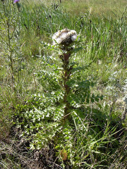 Cirsium acaule esculentum