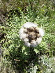 Cirsium acaule esculentum