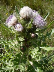 Cirsium acaule esculentum
