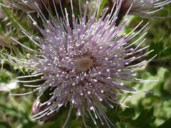 Cirsium acaule esculentum