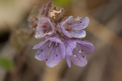 Phacelia breweri